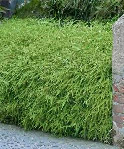 Fast Growing Trees Rufa Bamboo Plant