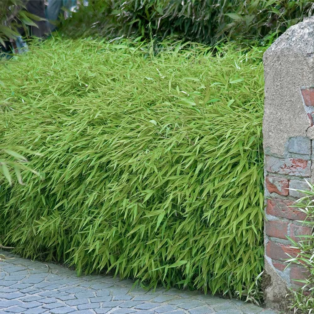 Fast Growing Trees Rufa Bamboo Plant 4 Fast Growing Trees Rufa Bamboo Plant