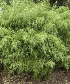 Fast Growing Trees Rufa Bamboo Plant 8 Fast Growing Trees Rufa Bamboo Plant