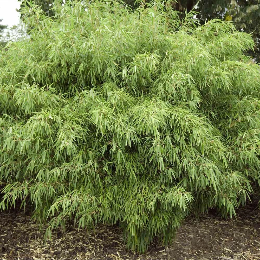 Fast Growing Trees Rufa Bamboo Plant 5 Fast Growing Trees Rufa Bamboo Plant