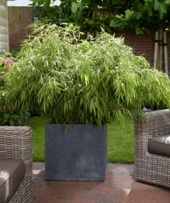 Fast Growing Trees Rufa Bamboo Plant 9 Fast Growing Trees Rufa Bamboo Plant