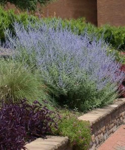 Fast Growing Trees See All Shrubs & Hedges Russian Sage