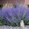 Fast Growing Trees See All Shrubs & Hedges Russian Sage 2 Fast Growing Trees See All Shrubs & Hedges Russian Sage