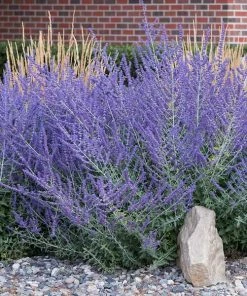 Fast Growing Trees See All Shrubs & Hedges Russian Sage