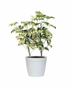 Fast Growing Trees Variegated Dwarf Umbrella Tree - Schefflera Trinette See All House & Patio 13 Fast Growing Trees Variegated Dwarf Umbrella Tree - Schefflera Trinette See All House & Patio