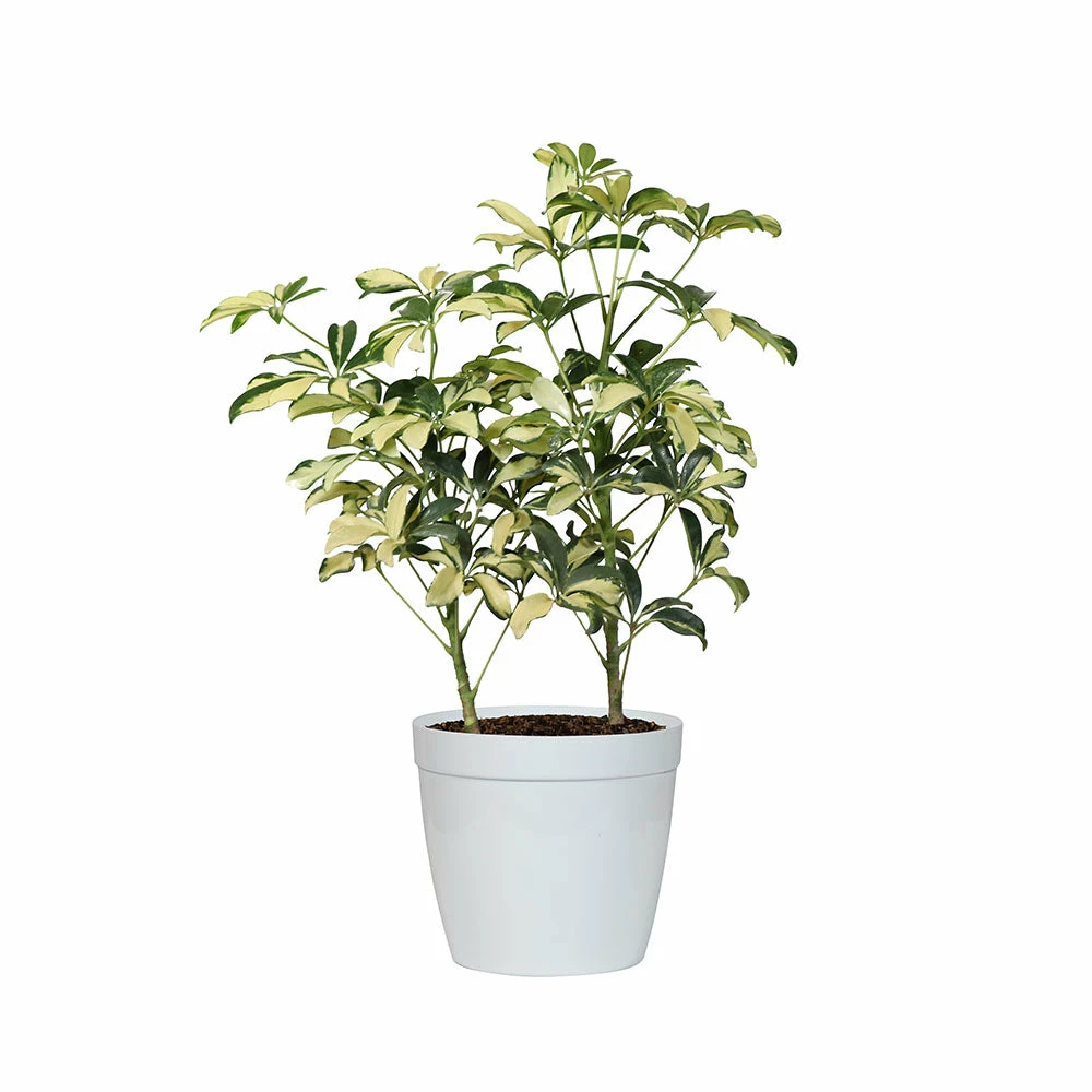 Fast Growing Trees Variegated Dwarf Umbrella Tree - Schefflera Trinette See All House & Patio 7 Fast Growing Trees Variegated Dwarf Umbrella Tree - Schefflera Trinette See All House & Patio
