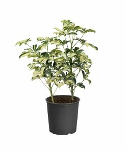 Fast Growing Trees Variegated Dwarf Umbrella Tree - Schefflera Trinette See All House & Patio 14 Fast Growing Trees Variegated Dwarf Umbrella Tree - Schefflera Trinette See All House & Patio