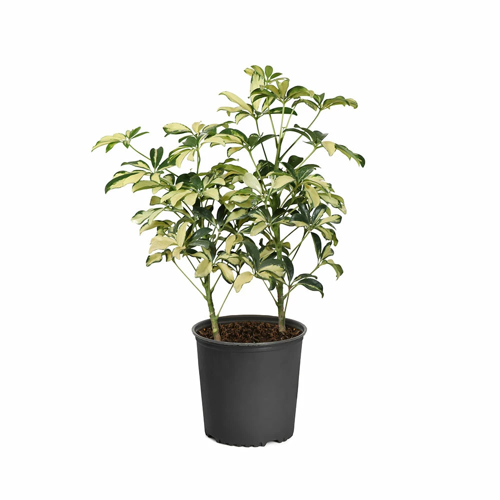 Fast Growing Trees Variegated Dwarf Umbrella Tree - Schefflera Trinette See All House & Patio 8 Fast Growing Trees Variegated Dwarf Umbrella Tree - Schefflera Trinette See All House & Patio