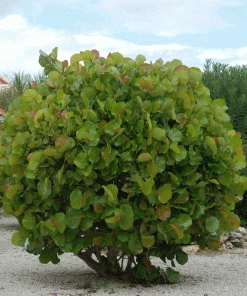 Fast Growing Trees Grape Vines Sea Grape Bush