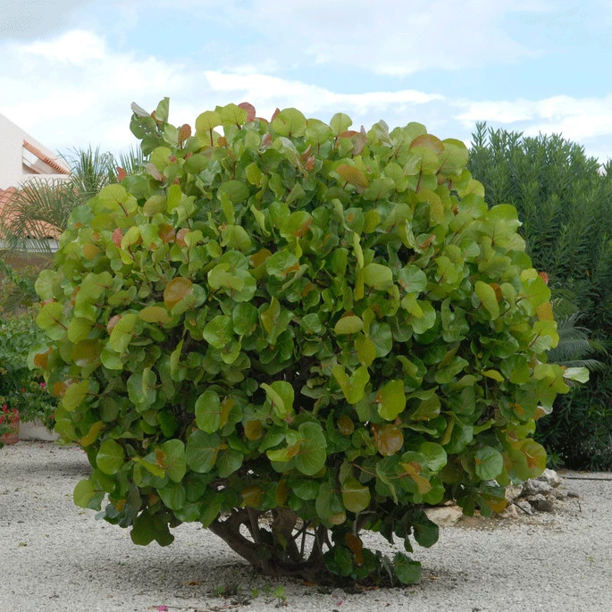 Fast Growing Trees Grape Vines Sea Grape Bush 4 Fast Growing Trees Grape Vines Sea Grape Bush