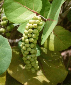 Fast Growing Trees Grape Vines Sea Grape Bush 7 Fast Growing Trees Grape Vines Sea Grape Bush