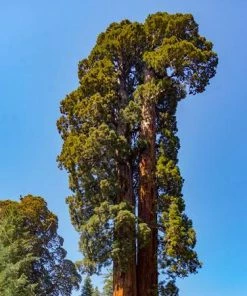 Fast Growing Trees See All Evergreen & Privacy Trees Sequoia Tree