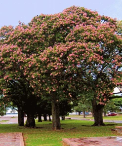 Fast Growing Trees Pink Flowers Pink Silk Floss Tree 7 Fast Growing Trees Pink Flowers Pink Silk Floss Tree