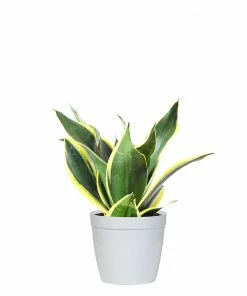 Fast Growing Trees Air Purifying House Plants Snake Plant