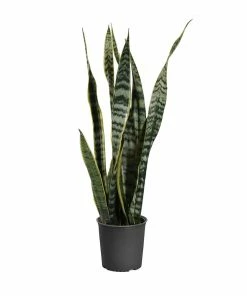 Fast Growing Trees Air Purifying House Plants Snake Plant