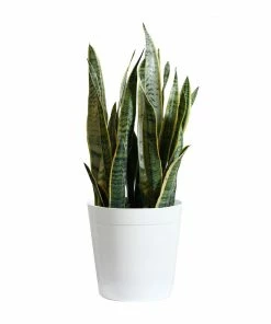 Fast Growing Trees Air Purifying House Plants Snake Plant
