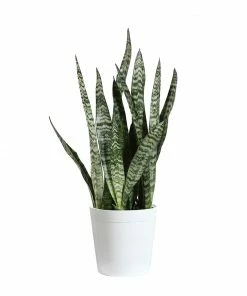 Fast Growing Trees Air Purifying House Plants Snake Plant