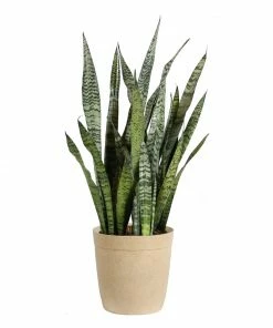 Fast Growing Trees Air Purifying House Plants Snake Plant