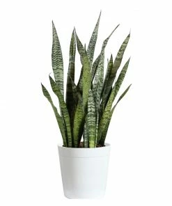Fast Growing Trees Air Purifying House Plants Snake Plant