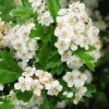 Fast Growing Trees Snow White Indian Hawthorn Shrub