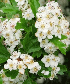 Fast Growing Trees Snow White Indian Hawthorn Shrub