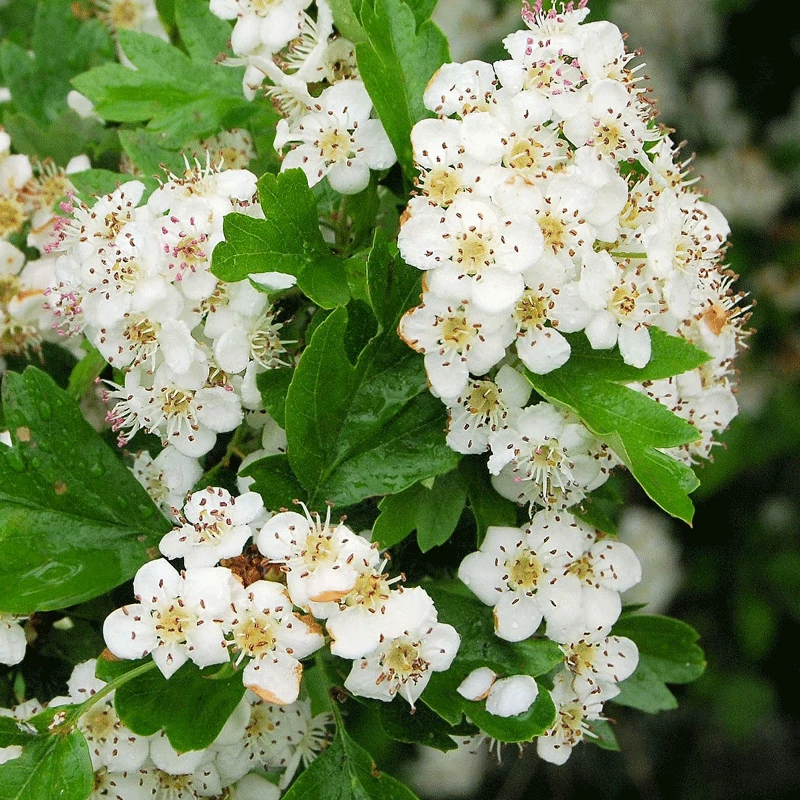 Fast Growing Trees Snow White Indian Hawthorn Shrub 4 Fast Growing Trees Snow White Indian Hawthorn Shrub