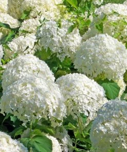 Fast Growing Trees Japanese Snowball Bush Viburnum
