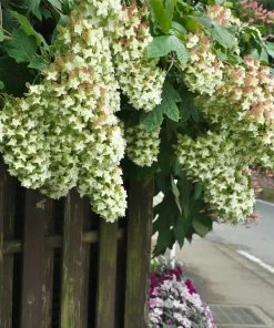 Fast Growing Trees Hydrangea Shrubs Snowcicle Hydrangea Shrub