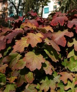 Fast Growing Trees Hydrangea Shrubs Snowcicle Hydrangea Shrub