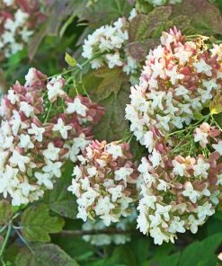 Fast Growing Trees Hydrangea Shrubs Snowcicle Hydrangea Shrub