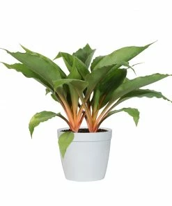 Fast Growing Trees Mandarin Plant Air Purifying House Plants
