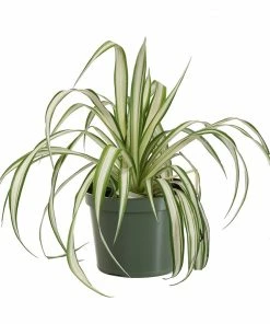 Fast Growing Trees Spider Plant