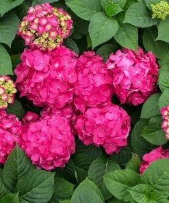 Fast Growing Trees Endless Summer® Summer Crush® Hydrangea