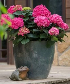 Fast Growing Trees Endless Summer® Summer Crush® Hydrangea