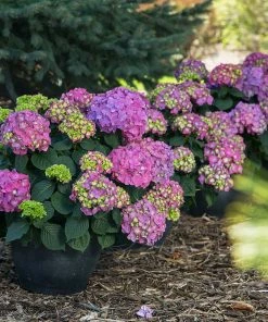 Fast Growing Trees Endless Summer® Summer Crush® Hydrangea