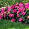 Fast Growing Trees Endless Summer® Summer Crush® Hydrangea 2 Fast Growing Trees Endless Summer® Summer Crush® Hydrangea