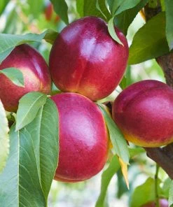 Fast Growing Trees See All Fruit Trees Sundollar Nectarine Tree (USDA Organic)