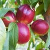 Fast Growing Trees See All Fruit Trees Sundollar Nectarine Tree (USDA Organic)