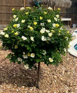 Fast Growing Trees Rose Trees Sunny Knock Out® Rose Tree