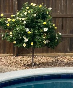 Fast Growing Trees Rose Trees Sunny Knock Out® Rose Tree