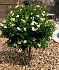 Fast Growing Trees Rose Trees Sunny Knock Out® Rose Tree