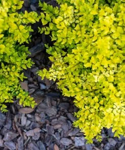 Fast Growing Trees Sunshine Ligustrum Shrub