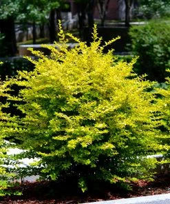 Fast Growing Trees See All House & Patio Warm-Climate Privacy Kit 10 Fast Growing Trees See All House & Patio Warm-Climate Privacy Kit