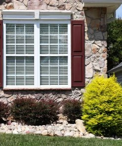 Fast Growing Trees Sunshine Ligustrum Shrub