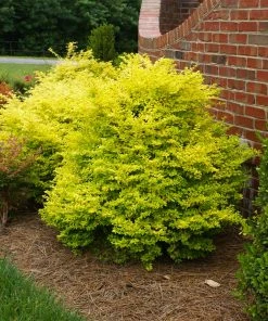 Fast Growing Trees Sunshine Ligustrum Shrub