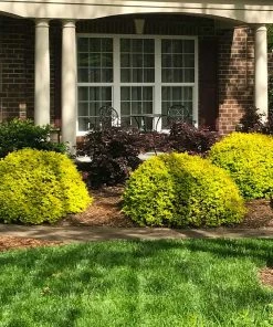 Fast Growing Trees Sunshine Ligustrum Shrub