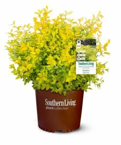 Fast Growing Trees Sunshine Ligustrum Shrub