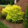 Fast Growing Trees Sunshine Ligustrum Shrub 2 Fast Growing Trees Sunshine Ligustrum Shrub