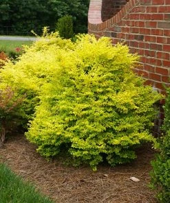 Fast Growing Trees Sunshine Ligustrum Shrub