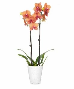 Fast Growing Trees Orchid Plant In White Pot